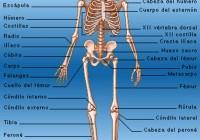 cuantos huesos hay en nuestro cuerpo