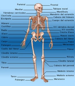 cuantos huesos hay en nuestro cuerpo